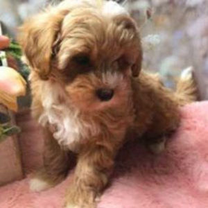 Meet your Posher, Puppy